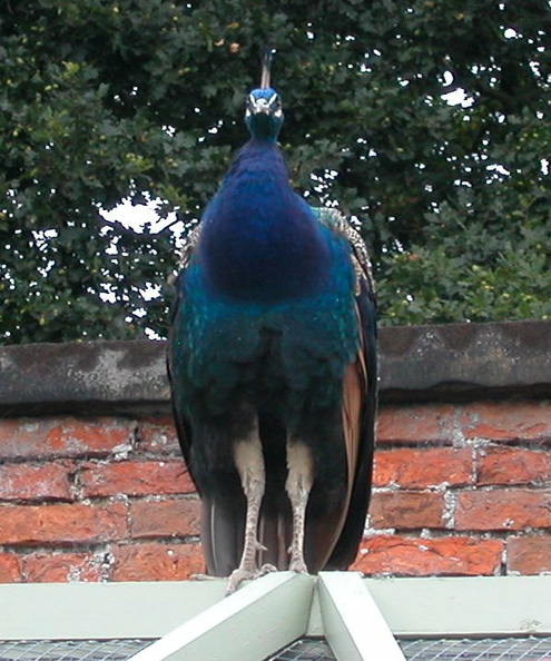 16-Peacock.jpg