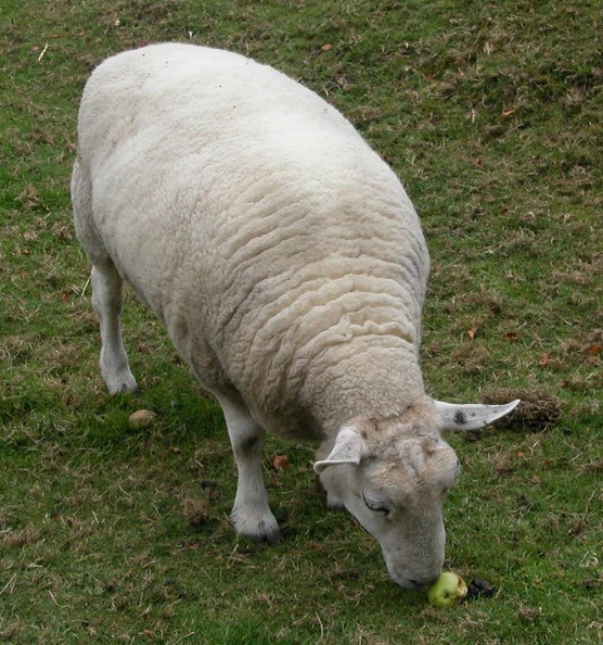 17-Sheep.jpg