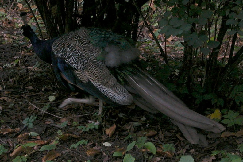 Peacock