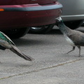 Peahen chasing Peacock