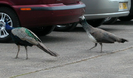 Peahen chasing Peacock