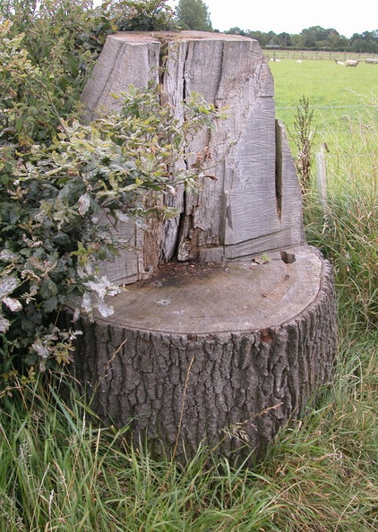 4-Stump.jpg