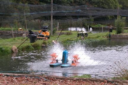 Trout Farm