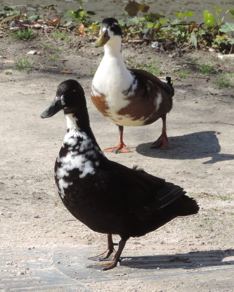 063-Ducks.jpg