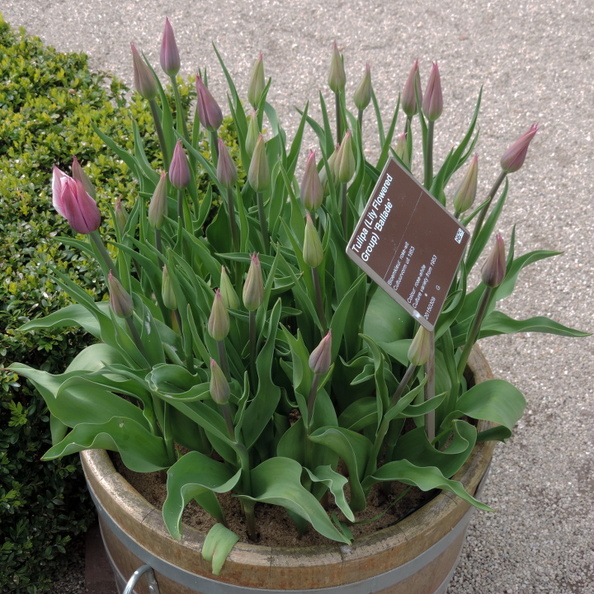 44-Tulips.jpg
