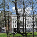 Tree sculpture