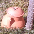 Lizard on a pot