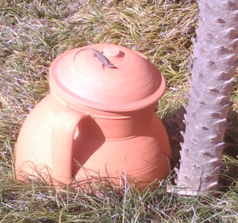 Lizard on a pot