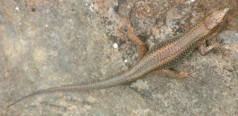 13-Lizard.jpg