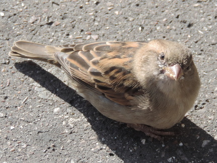 Sparrow