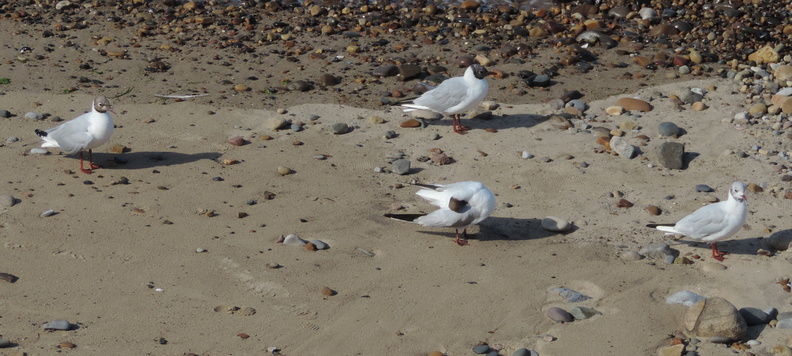 Gulls