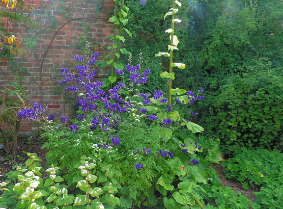 Purple flowers