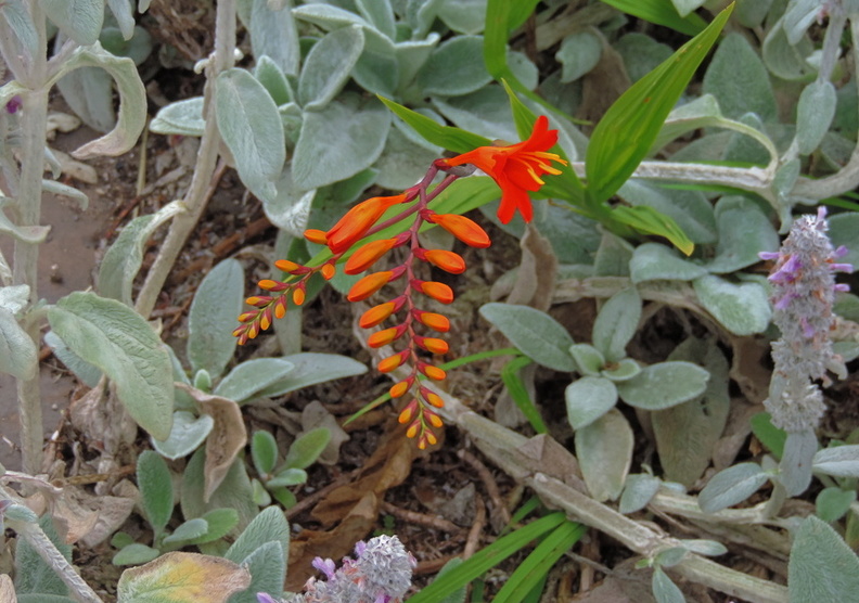 Orange flowers