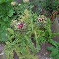 Artichokes