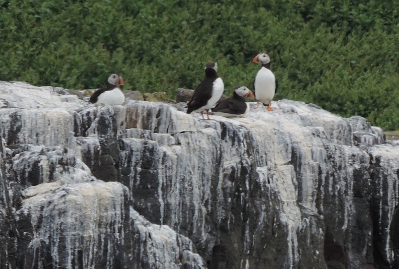 Puffins