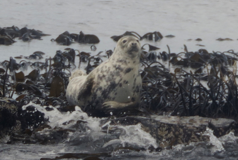 025-Seal.jpg