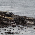 Seals