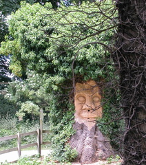 Tree with face