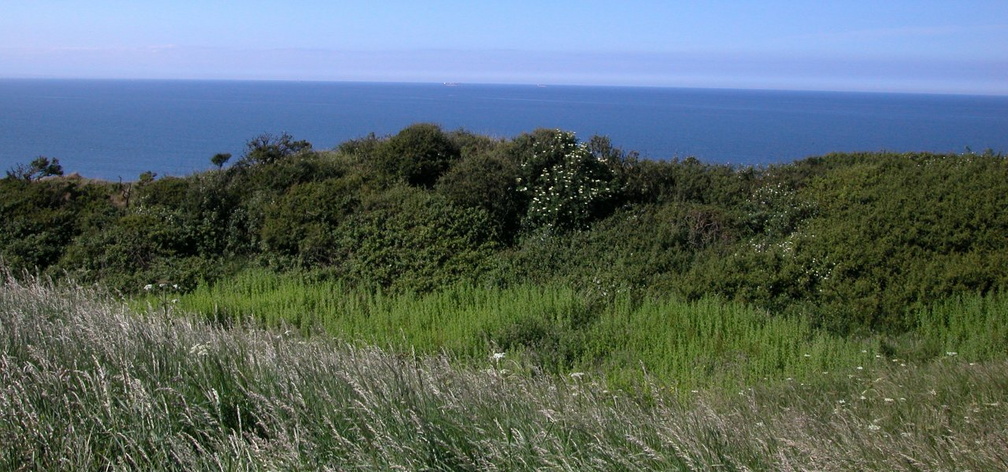 Bushes and sea