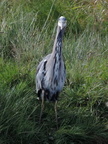 Heron