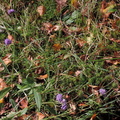 Purple flowers