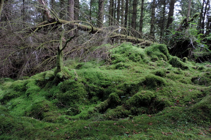 Mossy mound