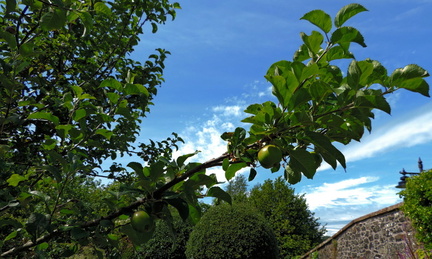 Apples on a branch