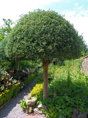 Holly tree