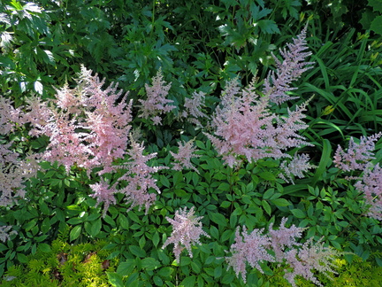 Pink flowers