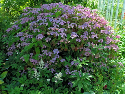 Bush