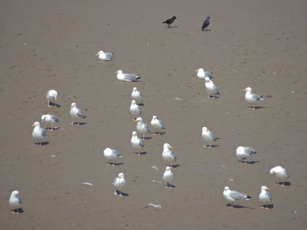 Gulls