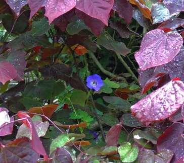 Purple flower