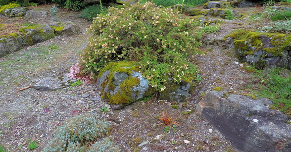 Rockery