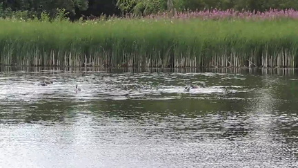 Geese splashing