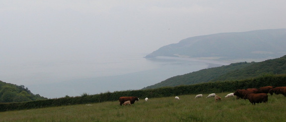 Sheep and cows with bay in the background