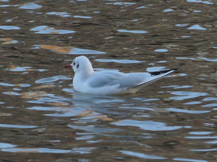 Gull