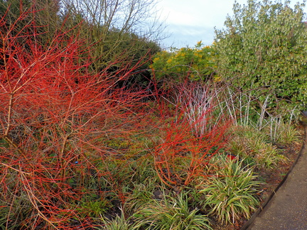 Coloured bushes