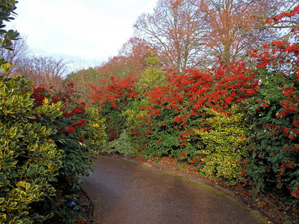 Colourful bushes