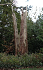 Split tree