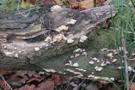 Bracket fungus