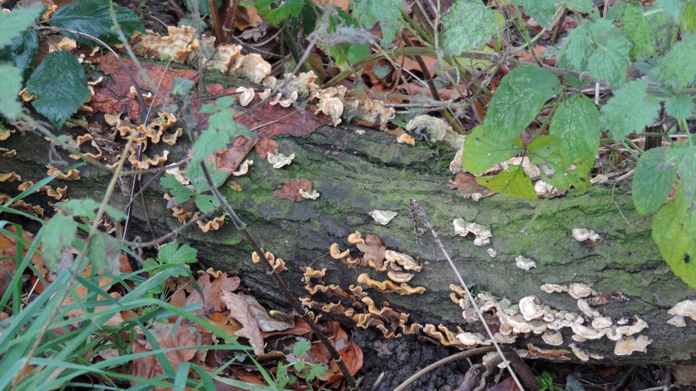 Bracket fungus