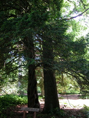 A pair of contrasting trees