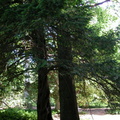 A pair of contrasting trees