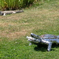 Metal crocodiles by the lake