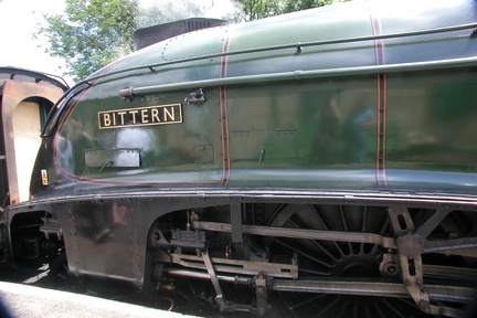 Bittern