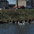 Swans