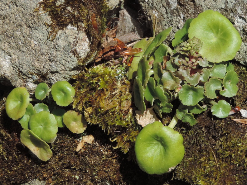 Liverworts