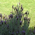 French Lavender