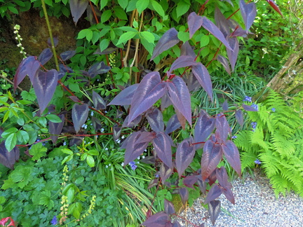 Purple leaves