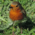 Robin